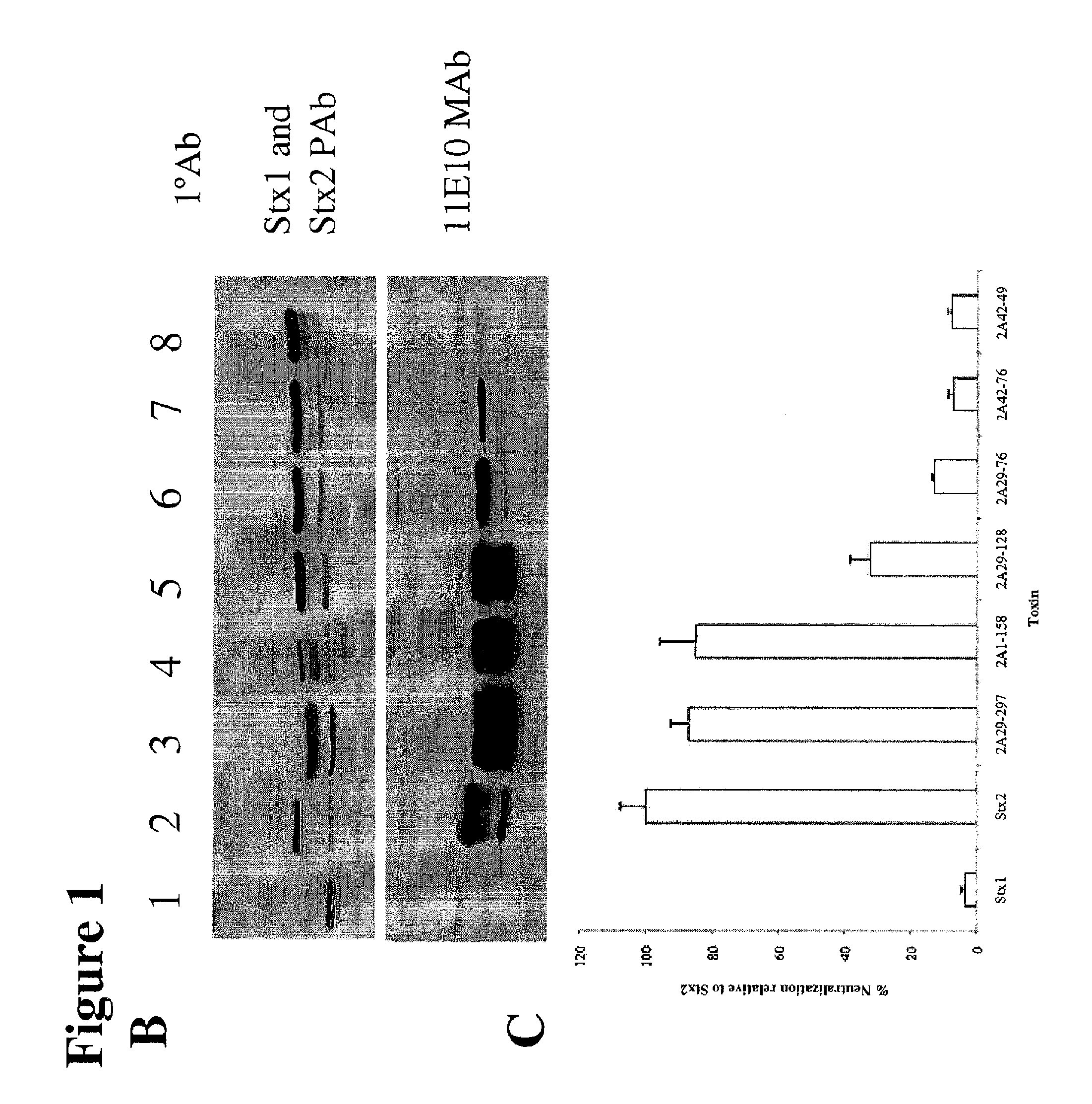 Methods and compositions based on shiga toxin type 2 protein