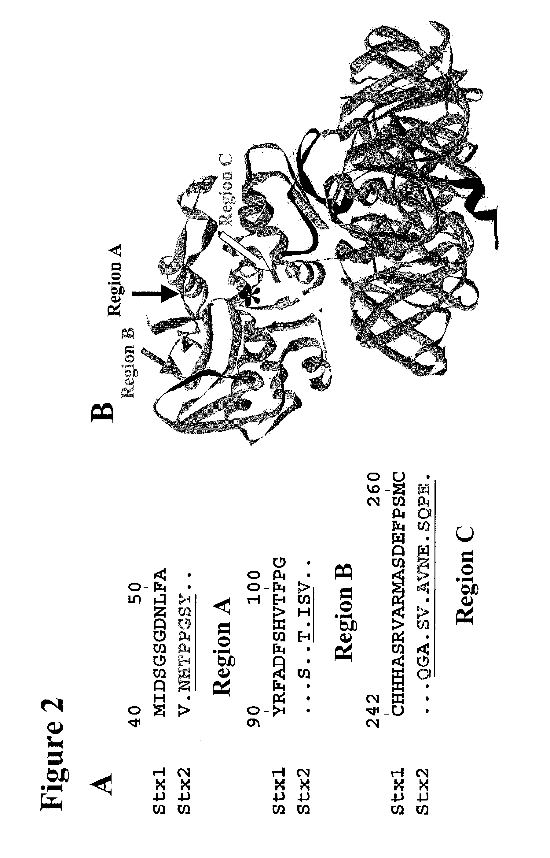Methods and compositions based on shiga toxin type 2 protein