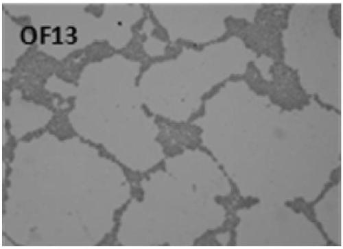 A strain of Pallidum bacterium degrading ofloxacin and its application