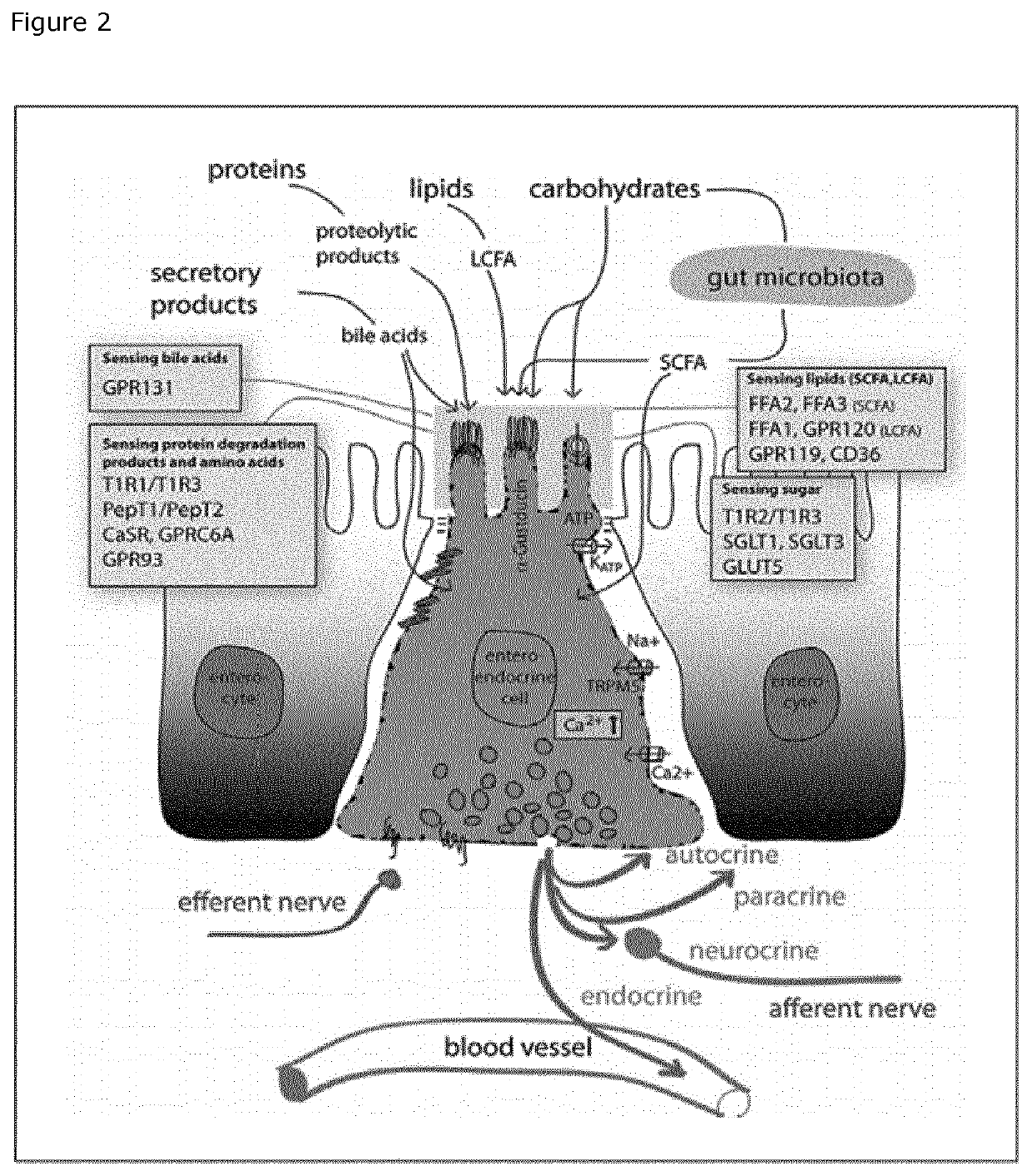 Dietary peptides