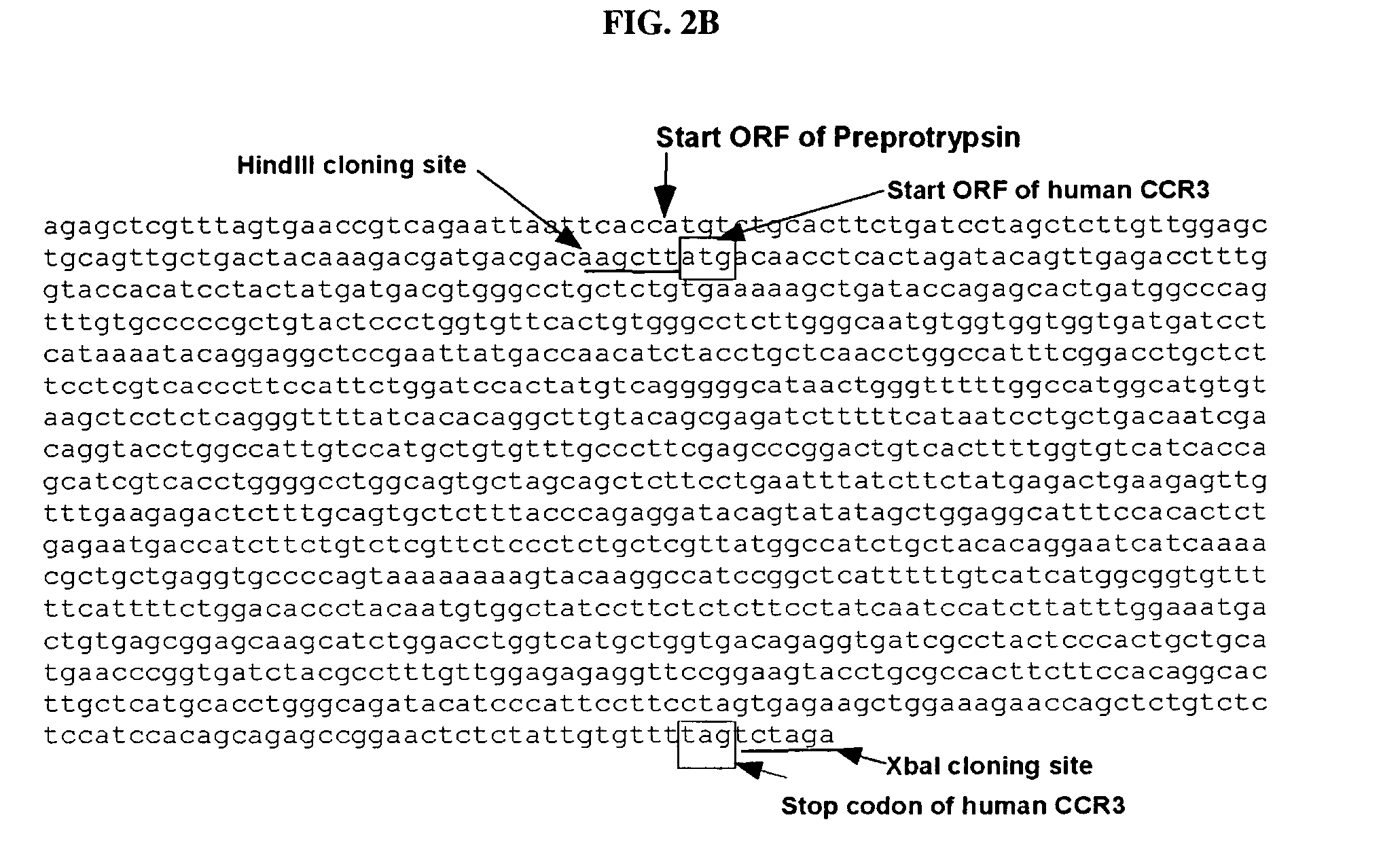 Polynucleotides encoding chimeric chemokine receptors