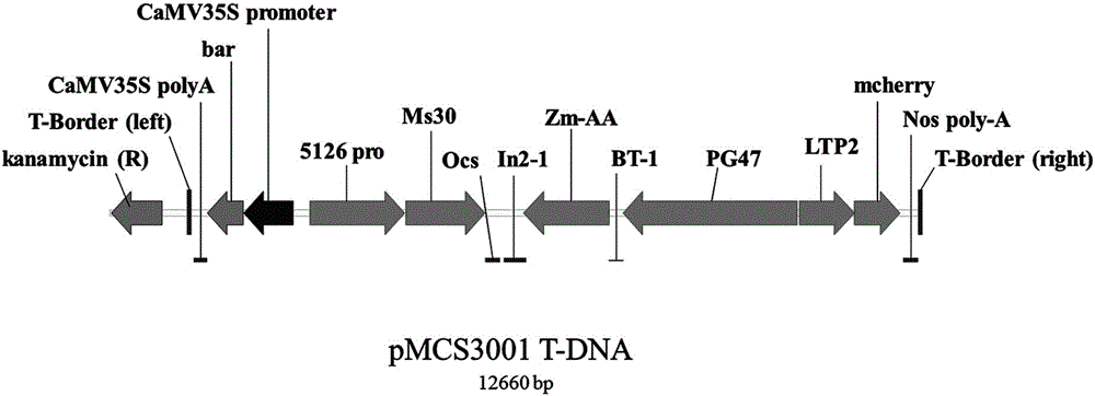 Method for maintaining and breeding maze male sterile line constructed on basis of Ms30 gene