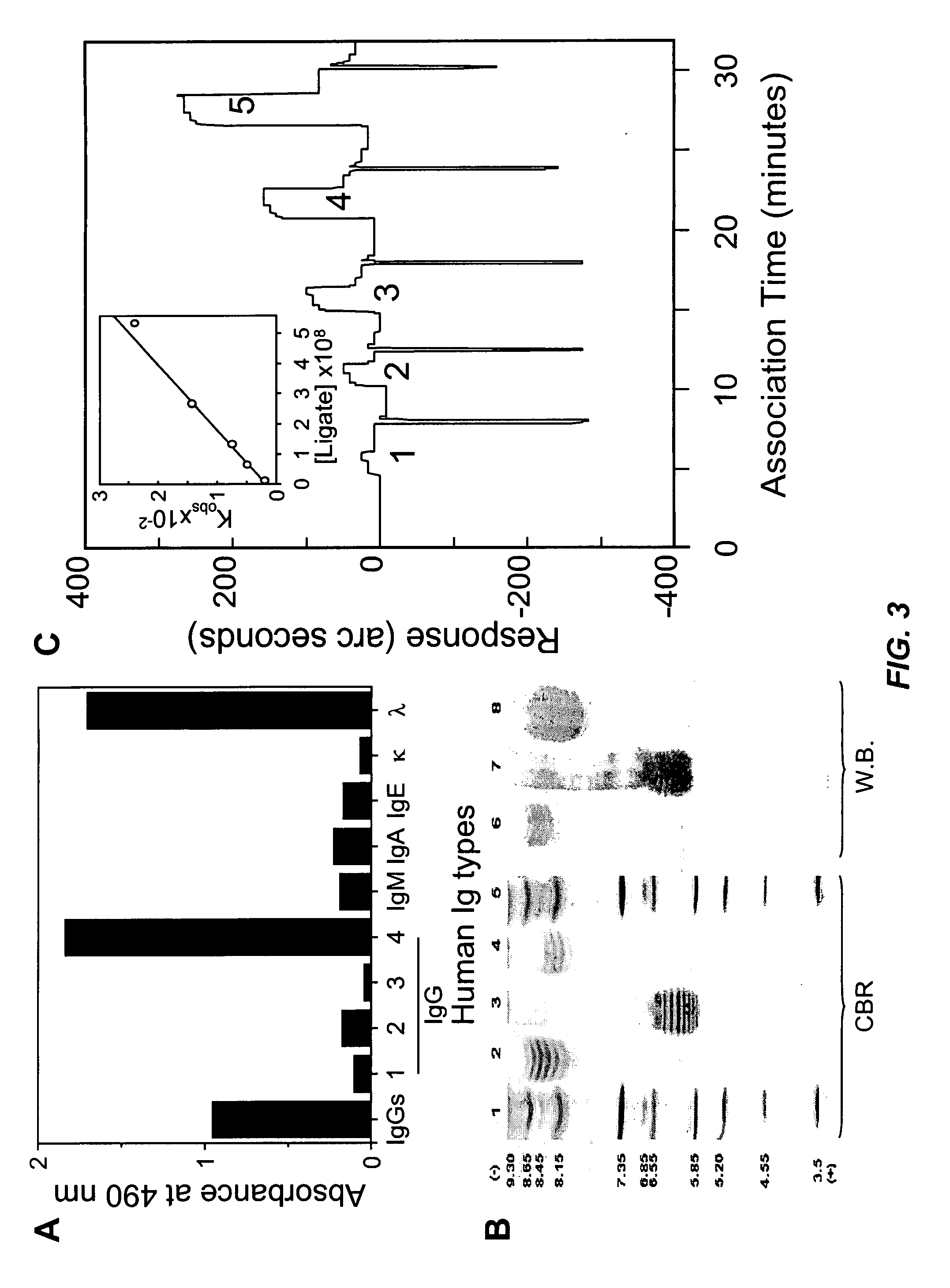 Complete human monoclonal IgG4lambda specific for CTLA-4 and uses thereof for detection of soluble CTLA-4 and isolation of regulatory cells