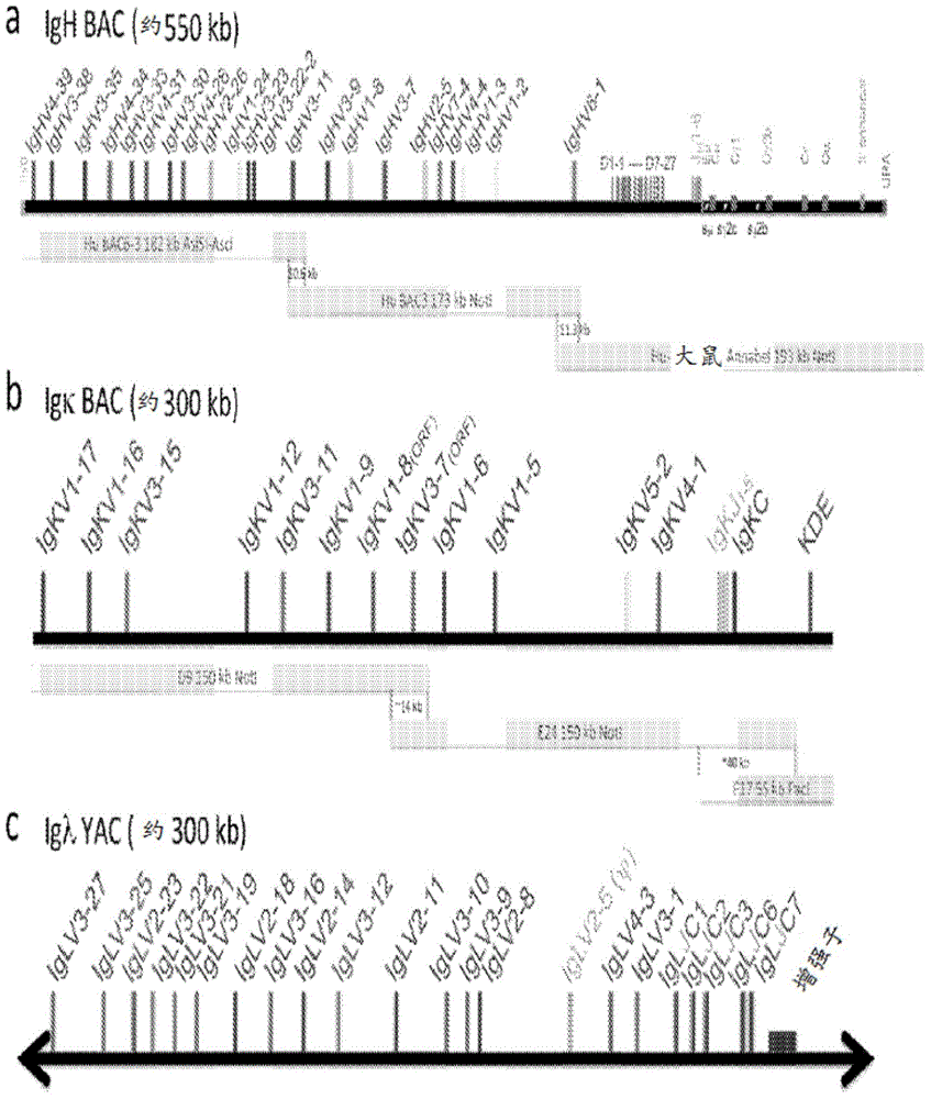 Polynucleotides encoding rodent antibodies with human idiotypes and animals comprising same