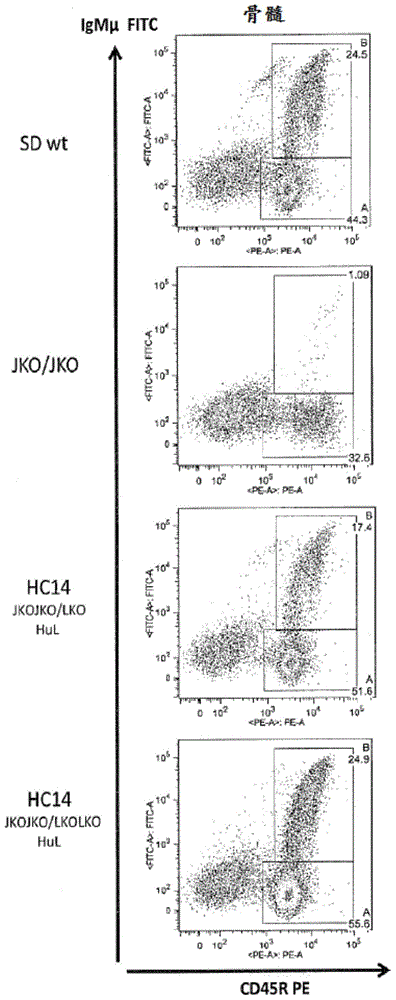 Polynucleotides encoding rodent antibodies with human idiotypes and animals comprising same