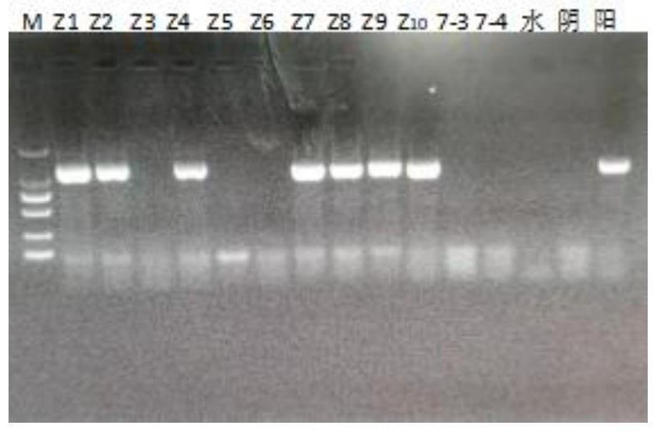 Method for obtaining CLas infected diaphorina citri polypide