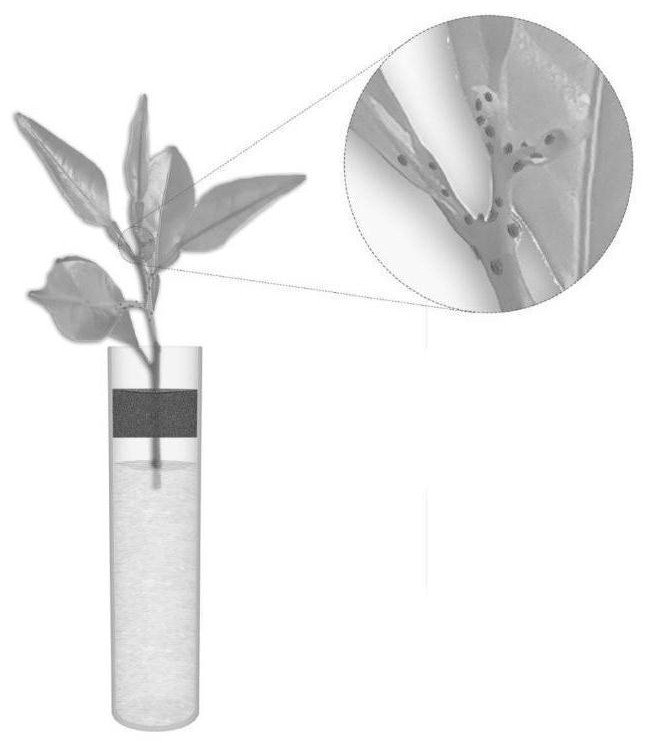 Method for obtaining CLas infected diaphorina citri polypide