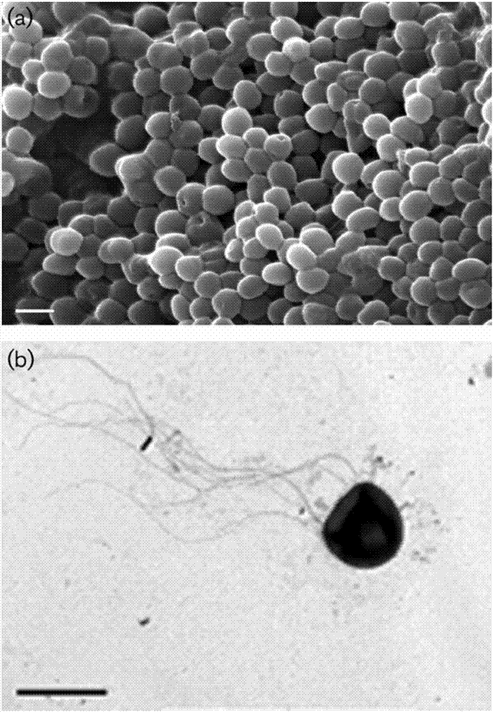 Kineococcus cavernae sp. and application thereof