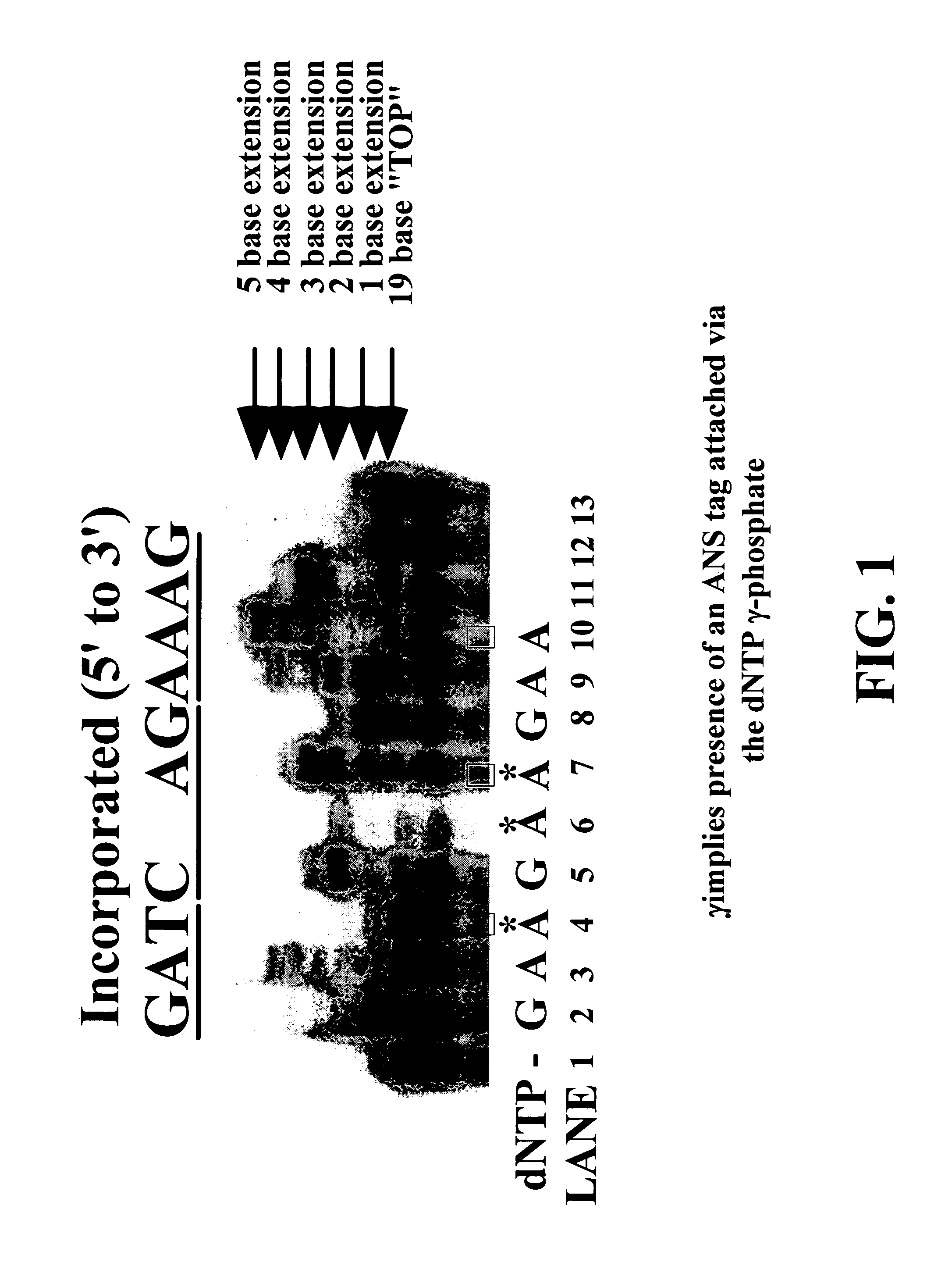 Enzymatic nucleic acid synthesis: compositions and methods for altering monomer incorporation fidelity