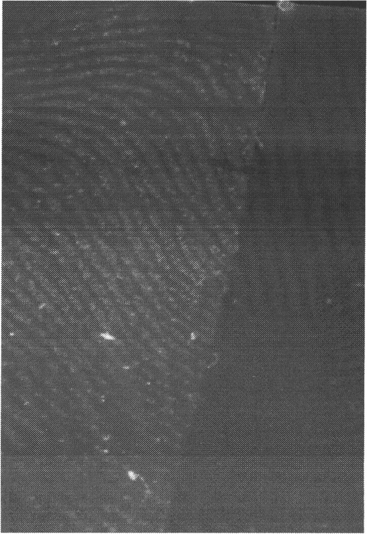 Preparation method of water-soluble composite InP/ZnS luminescent quantum dots for fingerprint appearance