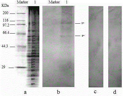 Method for efficiently preparing Enterobacter sakazakii polyclonal antibody