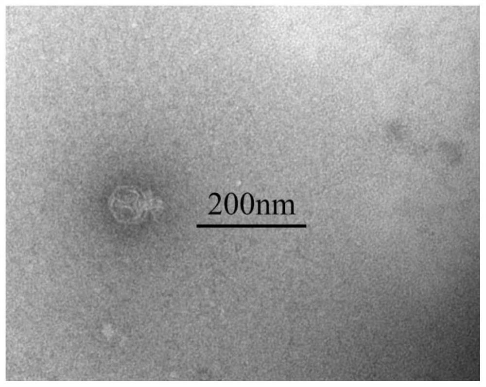 A short-tailed coliphage and its application