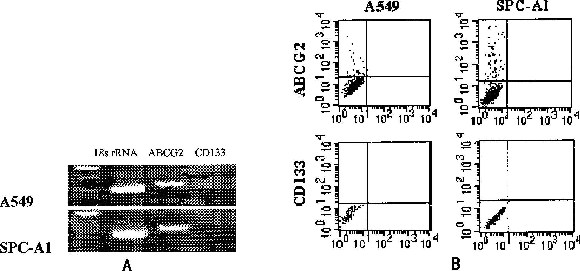 Method for isolating and identifying human lung adenocarcinoma stem cell