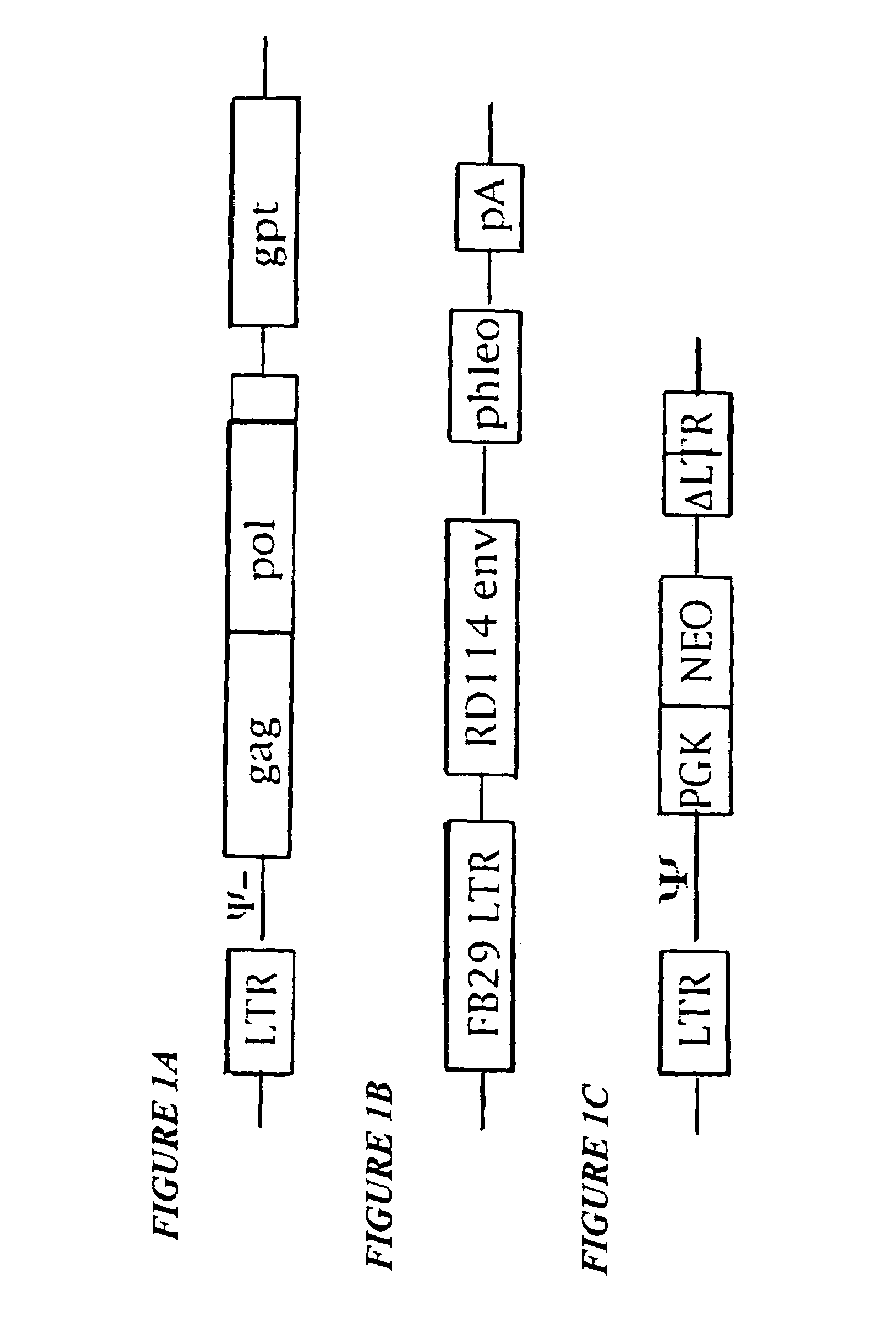 RD114-based retroviral packaging cell line and related compositions and methods