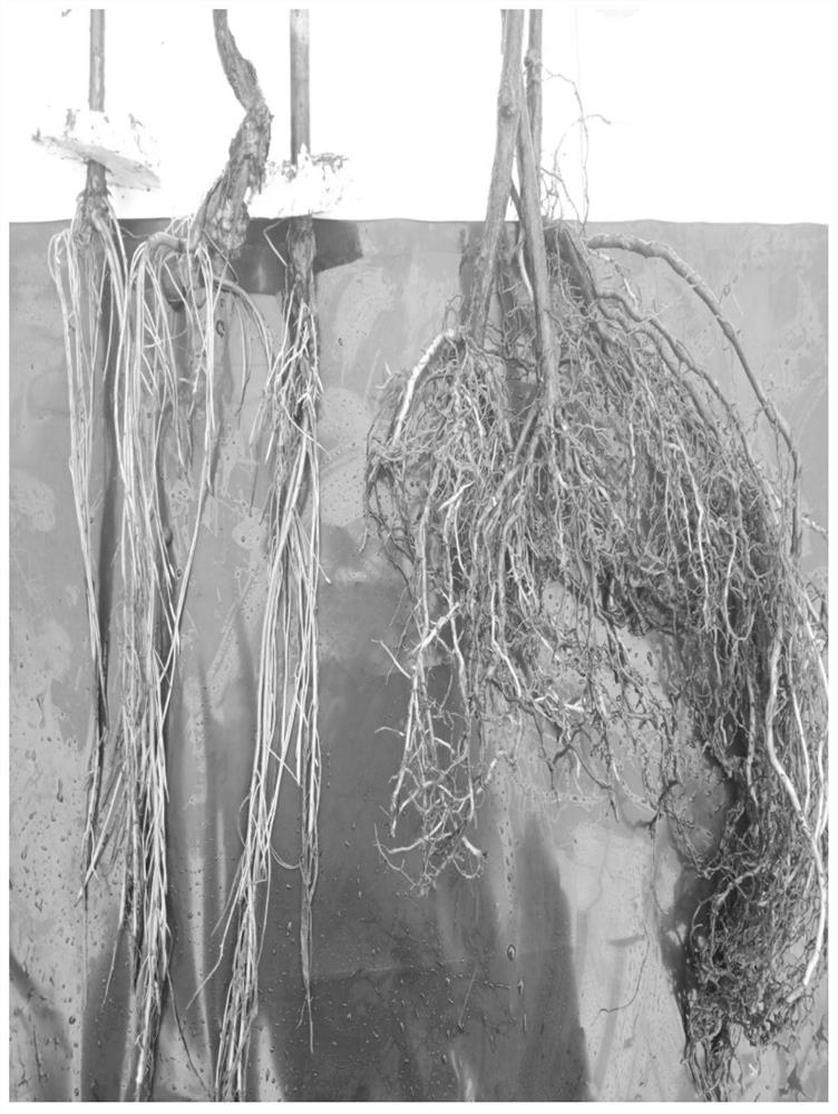 Method for inducing aquatic root system of kiwi fruit