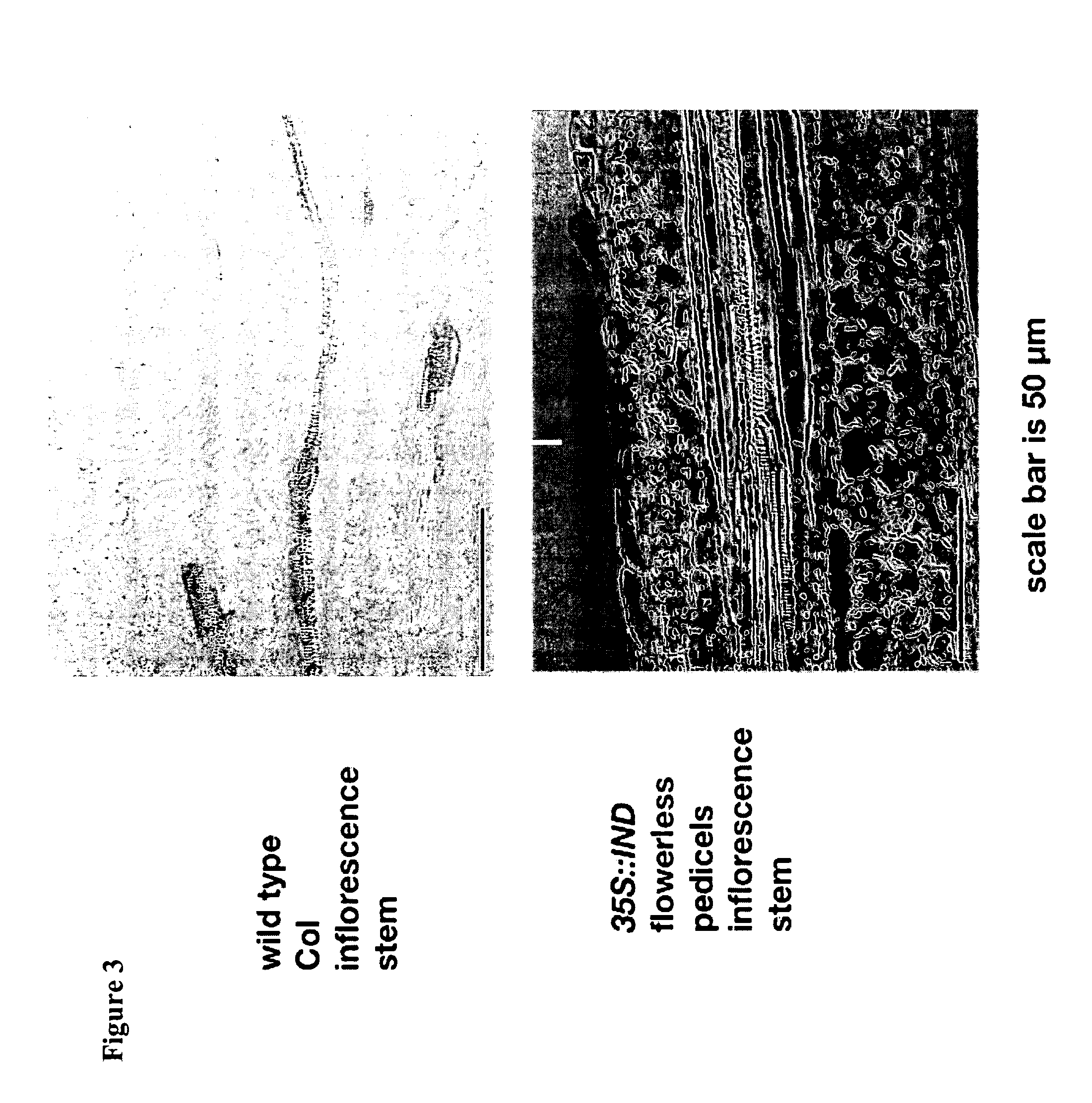 Control of fruit dehiscence in plants by <i>Indehiscent1 </i>genes