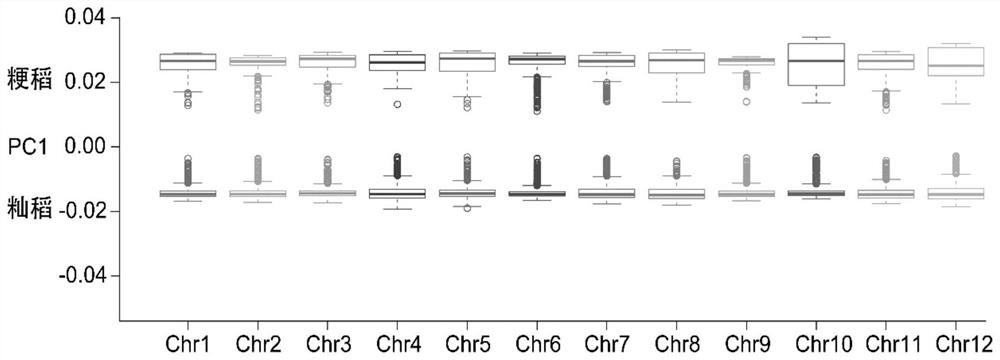 Screening method of rice SNP sites and method for identifying rice varieties