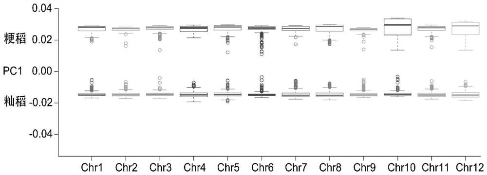 Screening method of rice SNP sites and method for identifying rice varieties