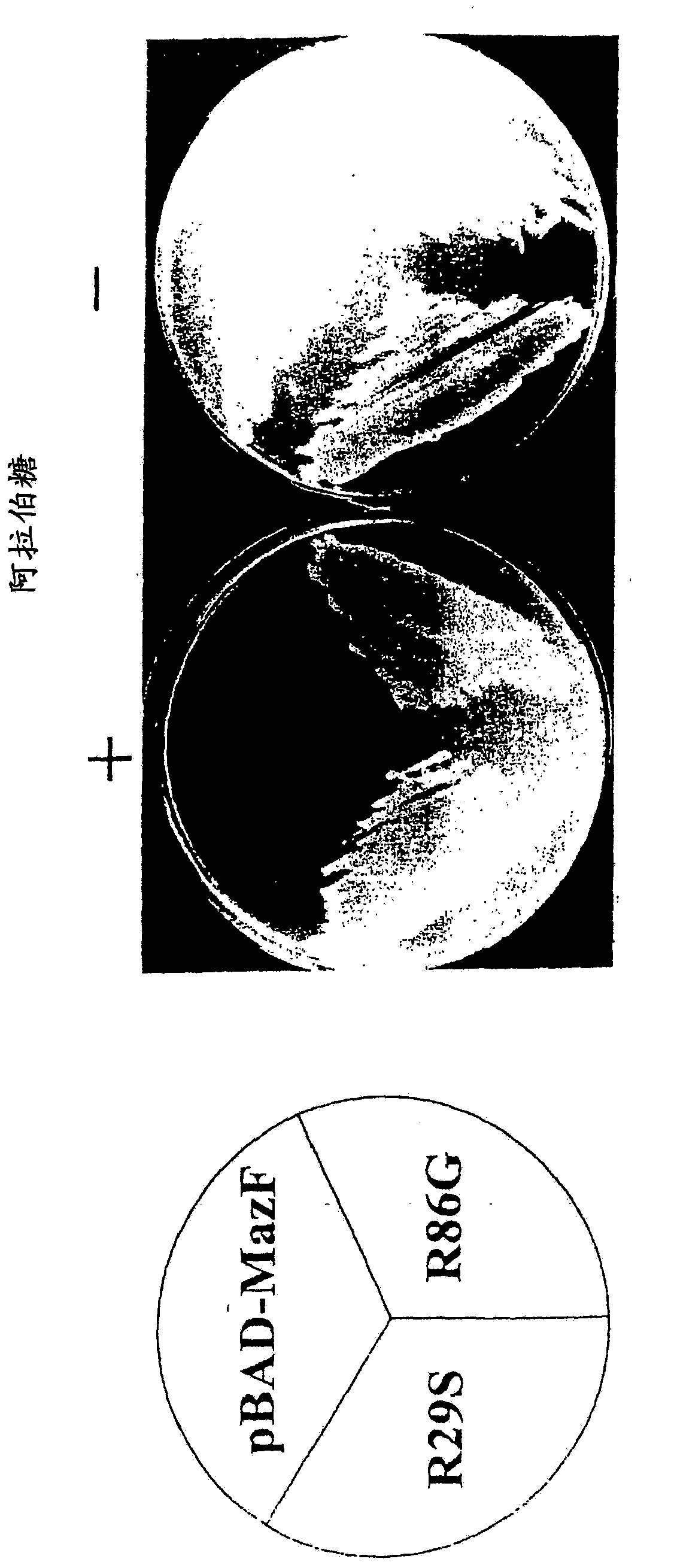 RNA interferases and methods of use thereof