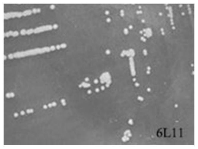 A Lysing Pseudomonas Chlorite and Its Application