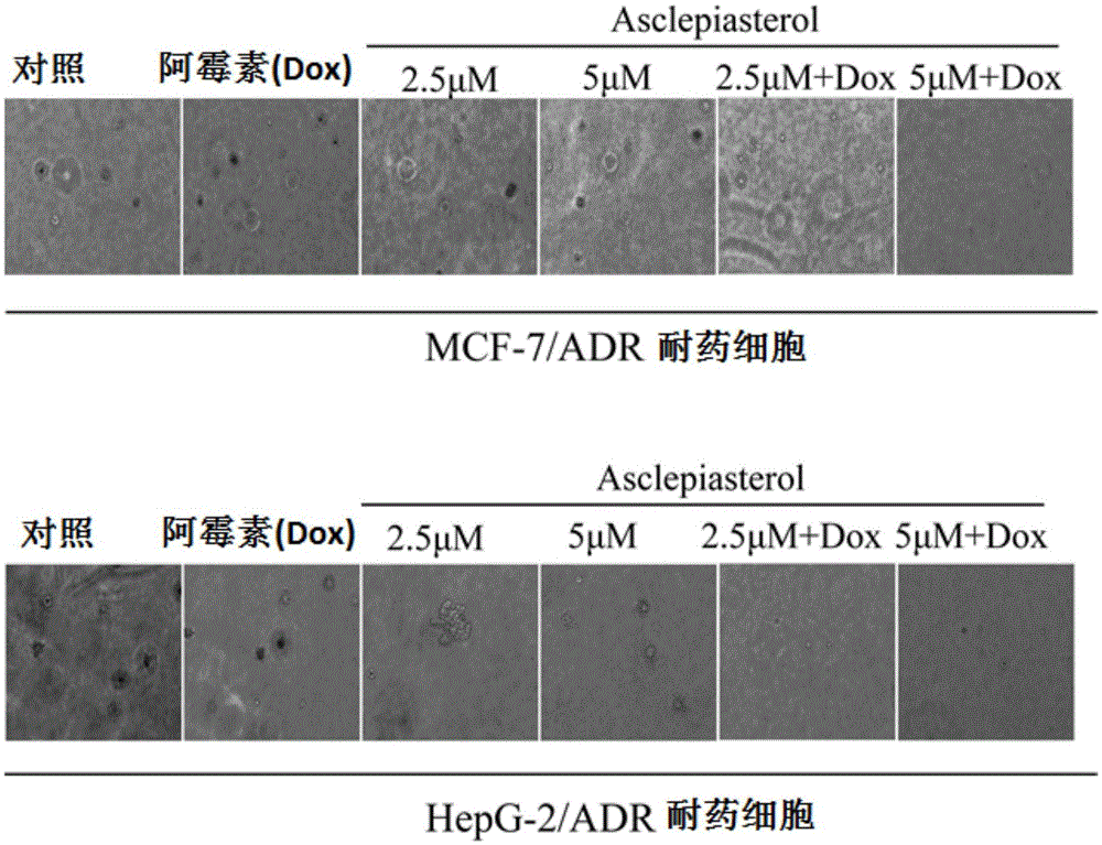 C21 steroid Asclepiasterol, preparation method and application thereof in preparation of tumor multidrug resistance reversal agent