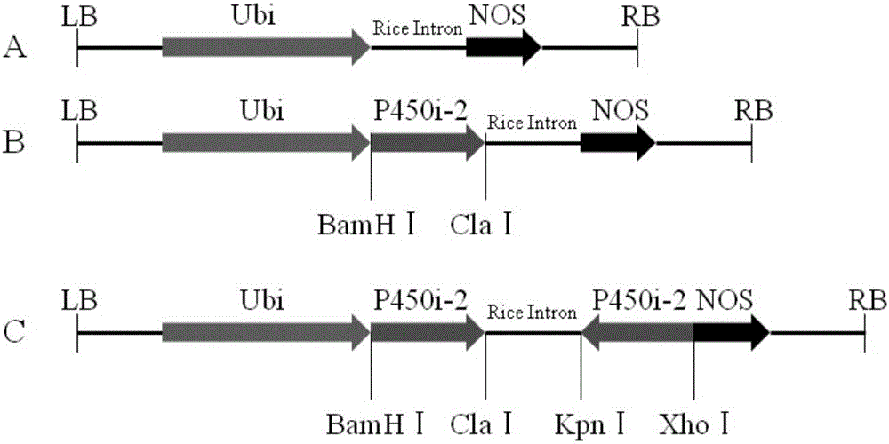 RNAi (RNA interfere) plant expression vector and application thereof