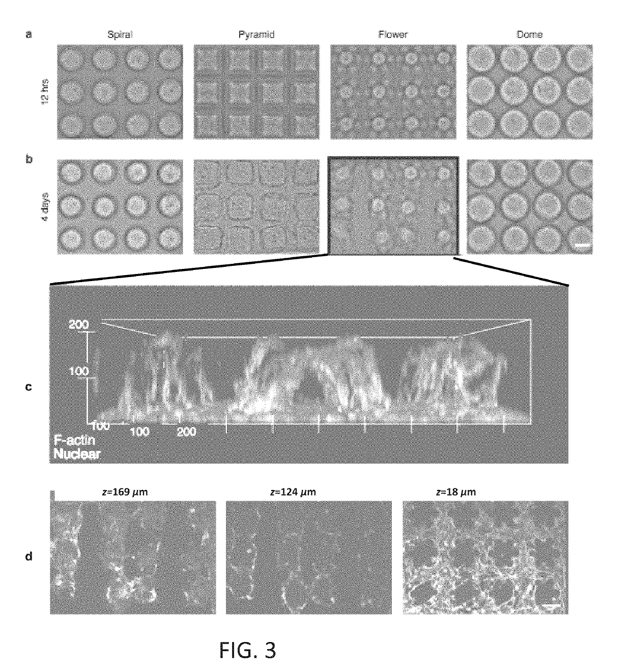 Layerless bioprinting via dynamic optical projection and uses thereof