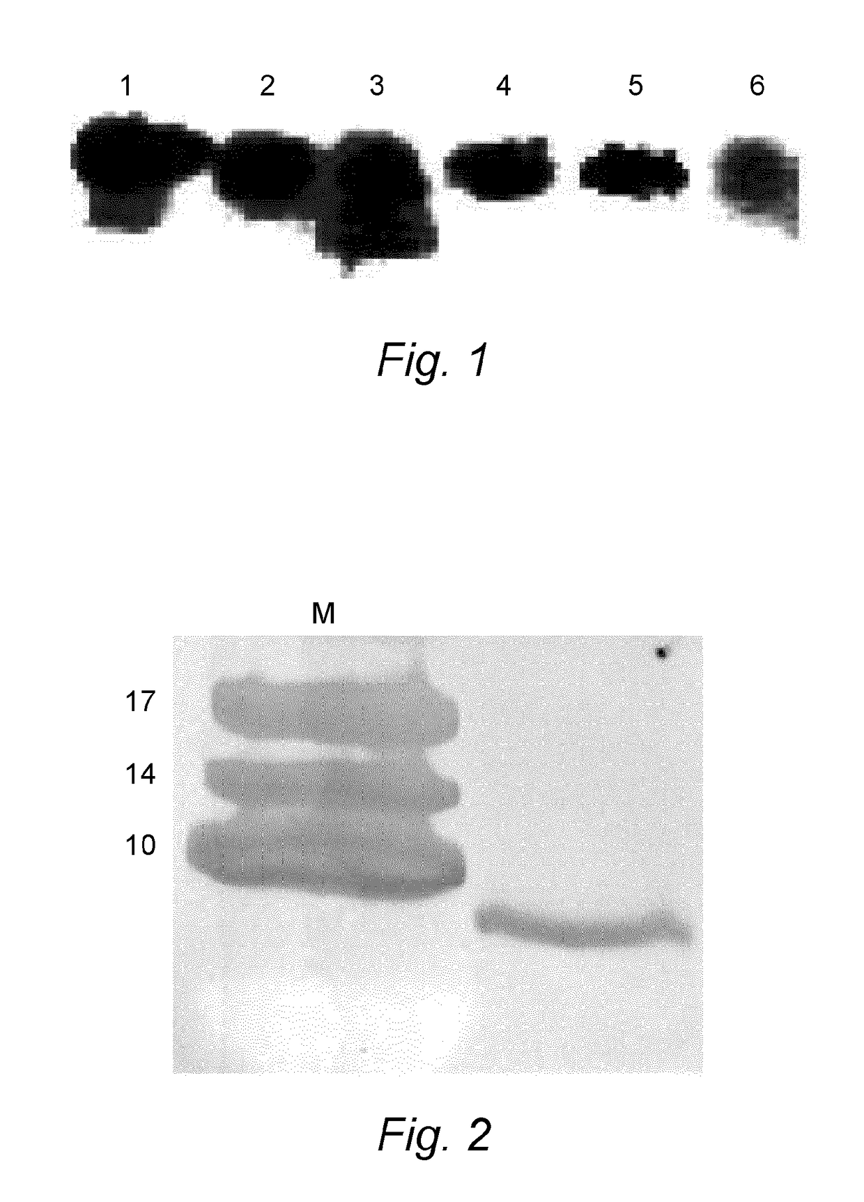 Bioactive Protein, Use Thereof and Method for its Production