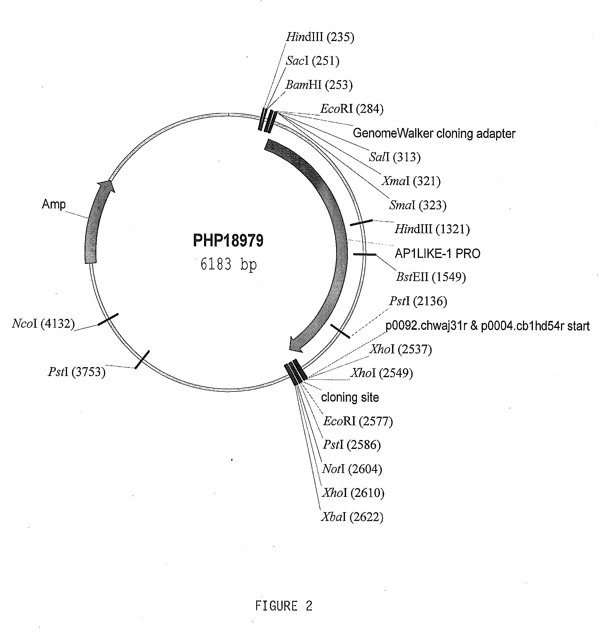 Early-inflorescence-preferred regulatory elements and uses thereof