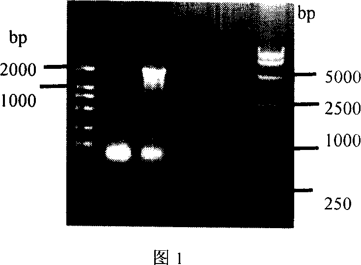 Recombination Lactococcus lactics for expressing pig infectious gastroenteritis virus S protein and preparation method thereof