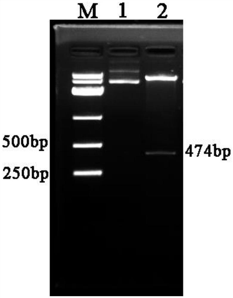 A kind of Escherichia coli fusion expression plectasin, its preparation method and application