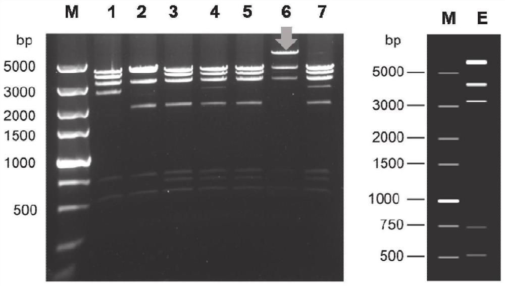 Engineering strain for heterologous expression of histone deacetylase inhibitor FK228 as well as construction and application of engineering strain