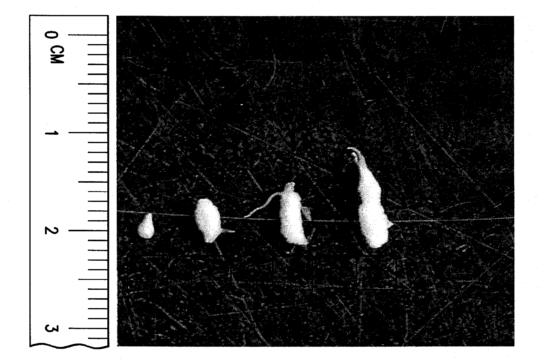 Methods and compositions for root knot nematode control