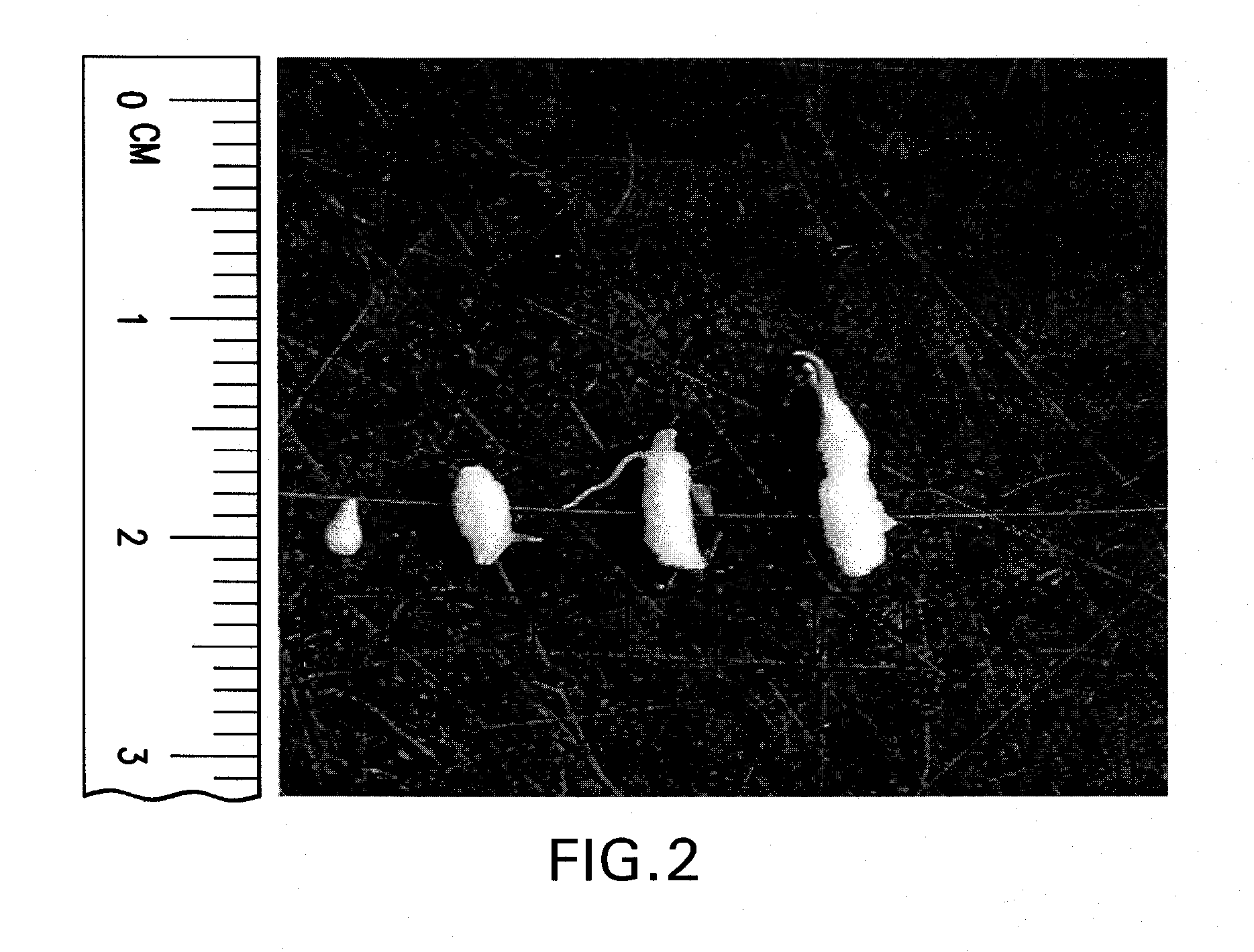 Methods and compositions for root knot nematode control