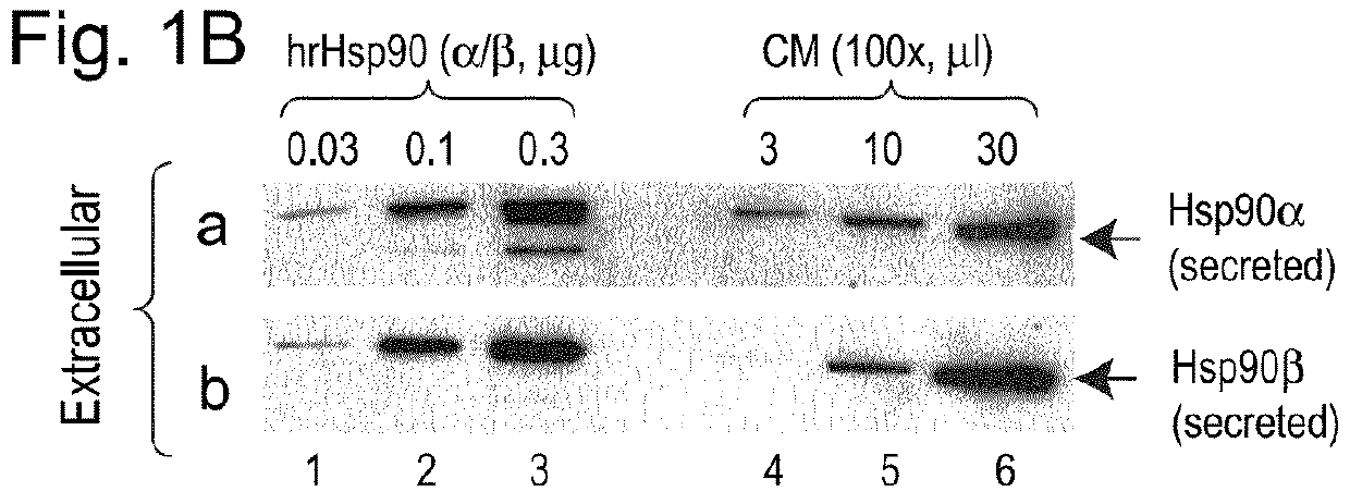 COMPOSITIONS AND METHODS FOR TREATING HIF-1a OVER-EXPRESSING CANCERS