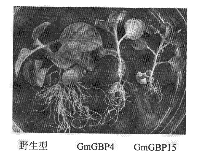 Method for regulating plant photoperiod by combining soybean gibberellin with protein gene