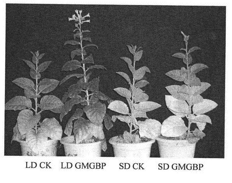 Method for regulating plant photoperiod by combining soybean gibberellin with protein gene