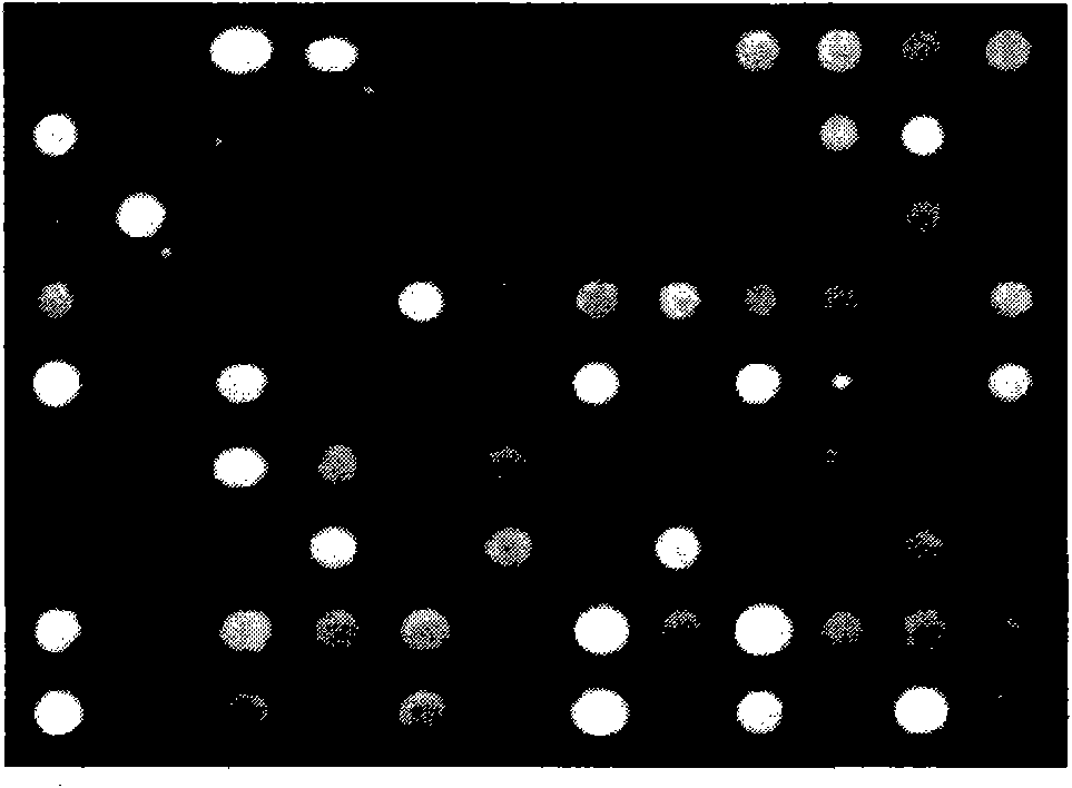 Particle swarm optimization-based gene chip image segmenting method of K-means clustering algorithm