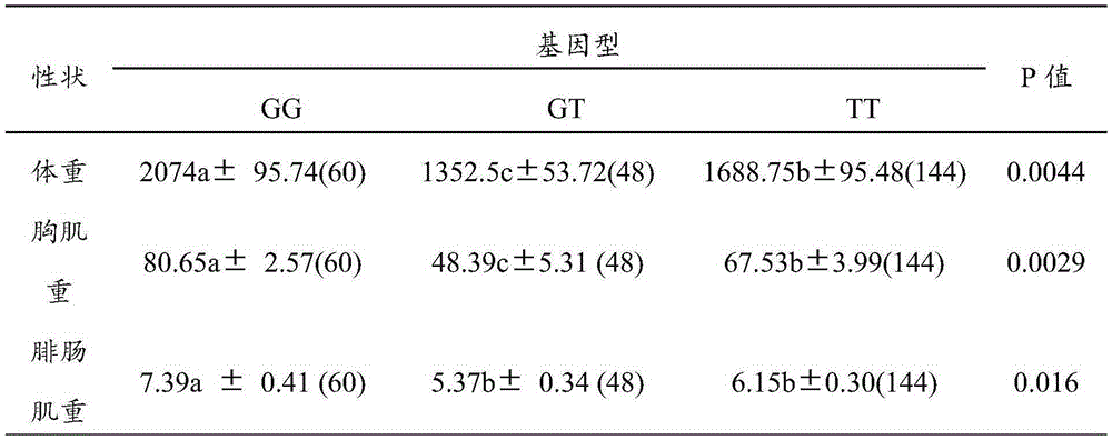 Molecular marker related to weight, breast and leg muscle weight and breast muscle fiber characteristics of Gaoyou ducks and acquisition method and application thereof
