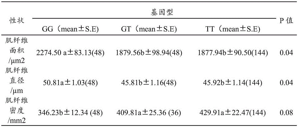 Molecular marker related to weight, breast and leg muscle weight and breast muscle fiber characteristics of Gaoyou ducks and acquisition method and application thereof