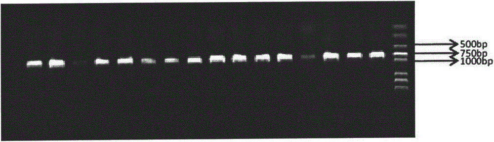 Method for identifying DNA barcodes of three gentiana macrophylla medicinal materials in pharmacopeia