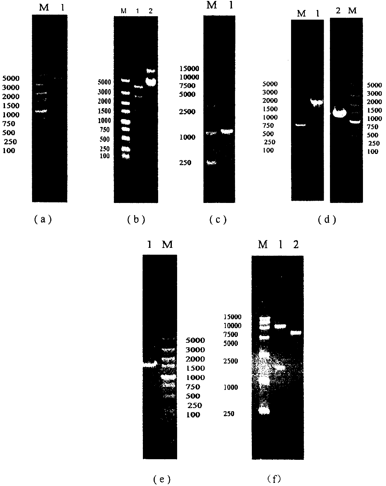 High-yield ethyl lactate saccharomyces cerevisiae strain