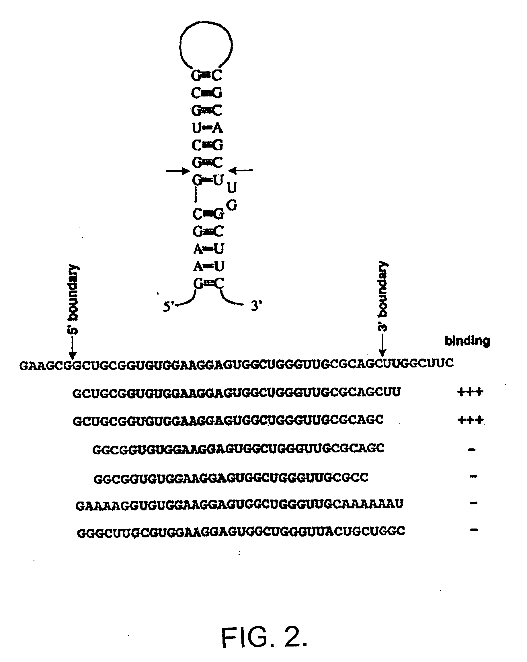 Method and identification of downstream mrna ligands to fmrp and their role in fragile x syndrome and associated disorders