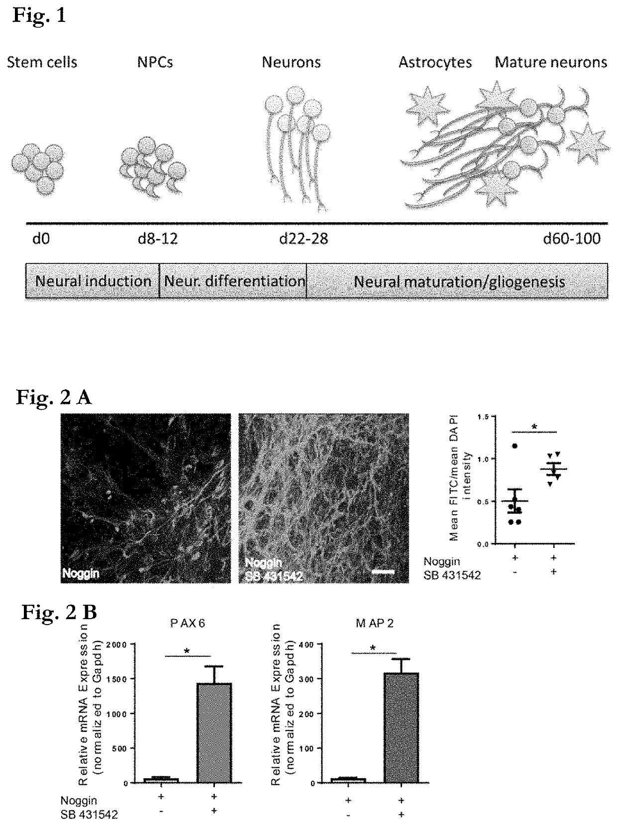 Methods of producing bioengineered neuronal organoids (BENOS) and uses thereof