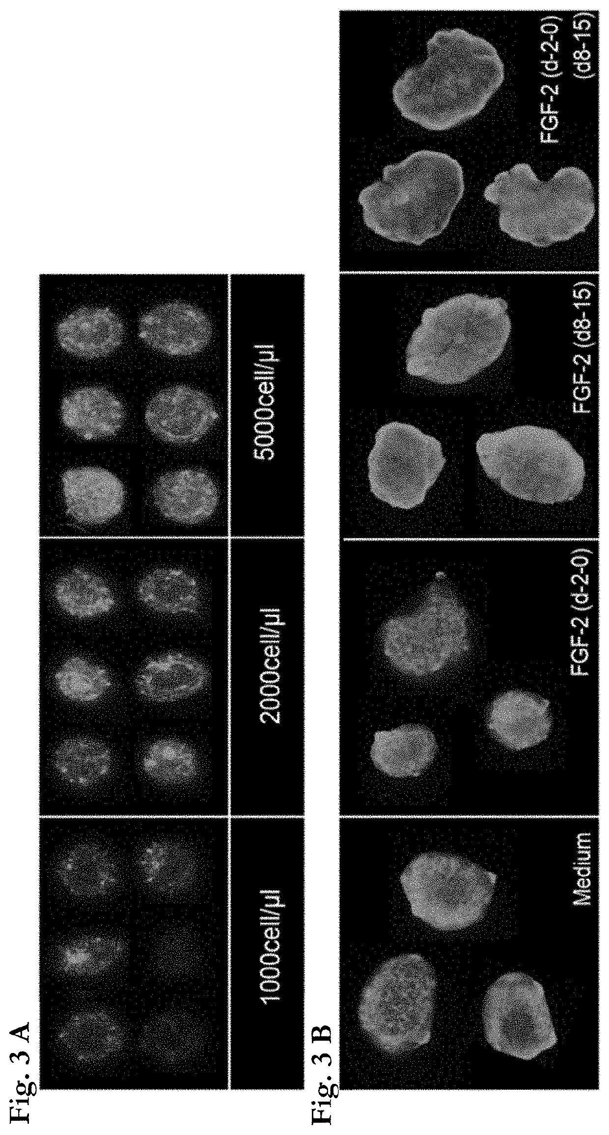 Methods of producing bioengineered neuronal organoids (BENOS) and uses thereof