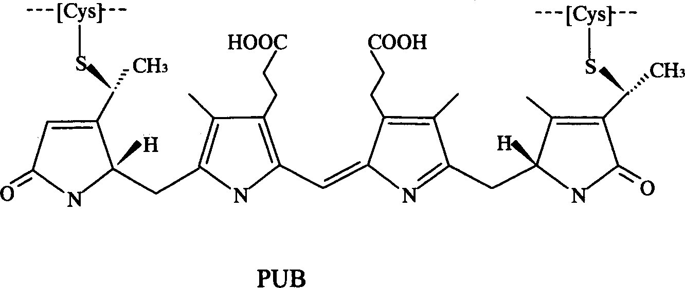 Production technology of phycoerythrin and crystal and product thereof