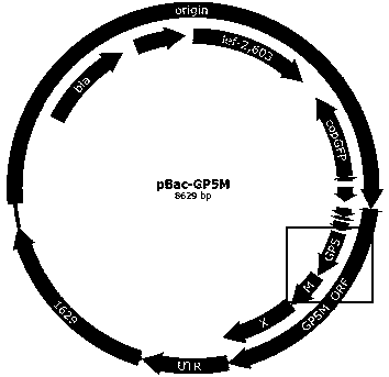 A kind of preparation method of immune-enhanced recombinant prrsv virus-like particle subunit vaccine