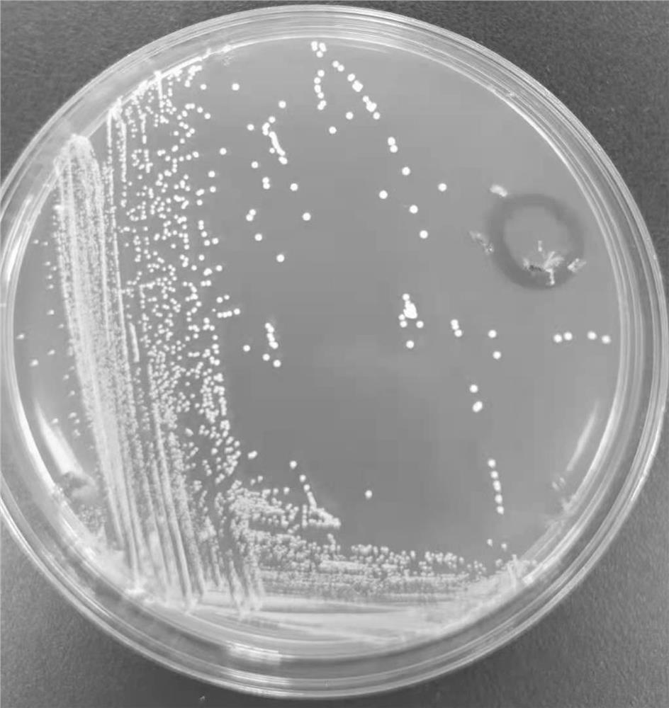 Lactobacillus rhamnosus NSL0401 with defecation promoting function and application thereof