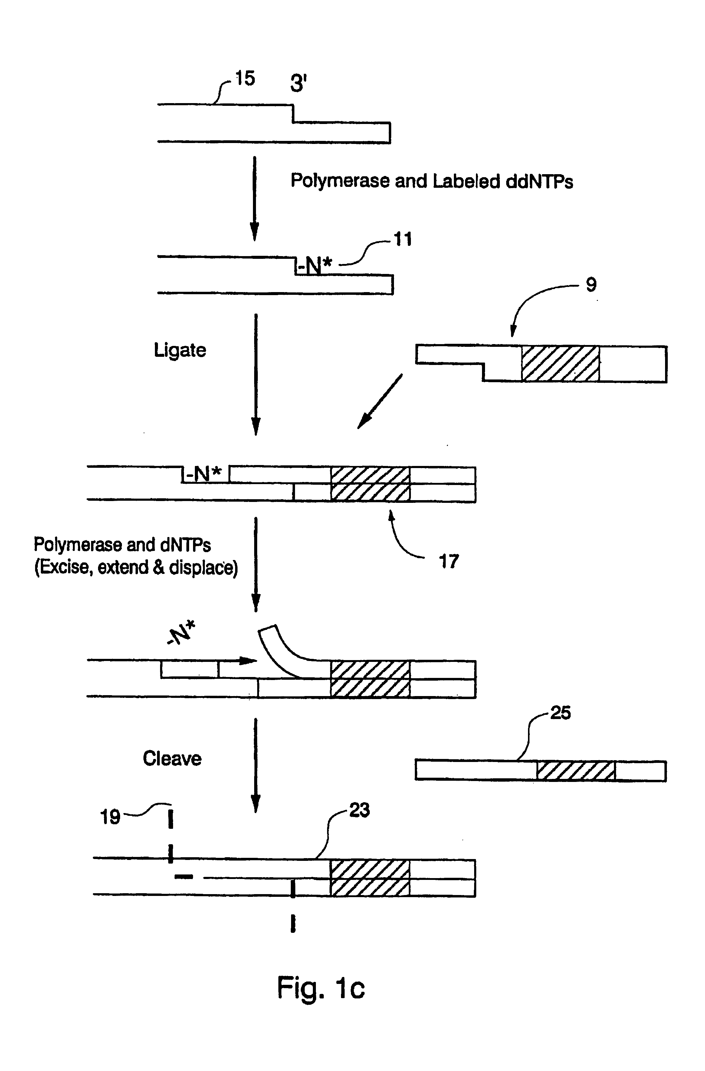 Compositions for sorting polynucleotides