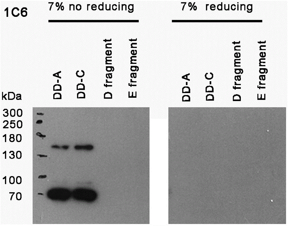 Hybridoma cell line producing monoclonal antibody against human d-dimer, preparation method and application